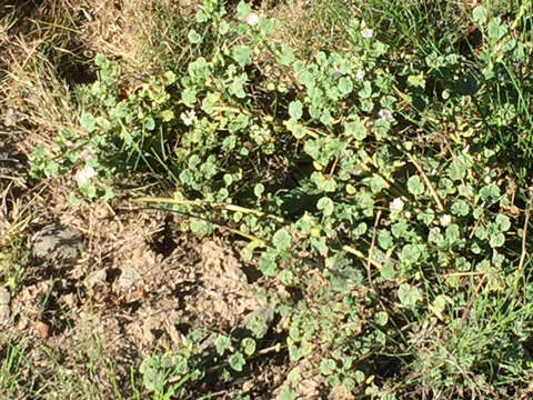 Image of common mallow