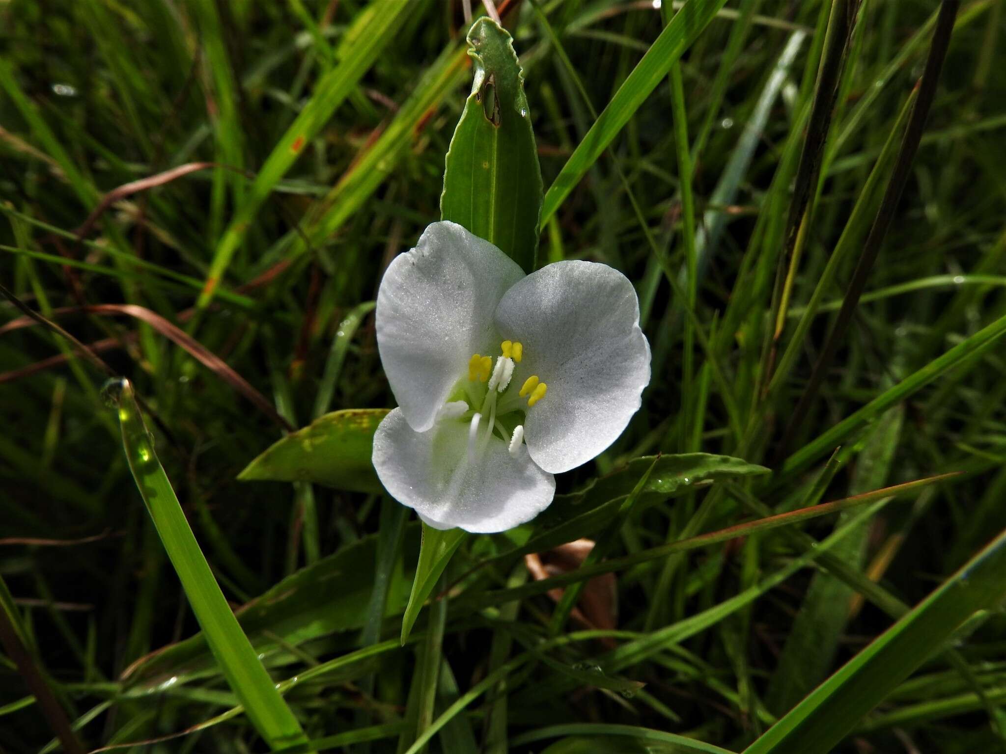 Image of Commelina platyphylla Klotzsch ex Seub.