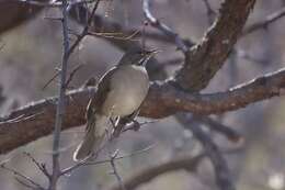 Image of White-throated Robin