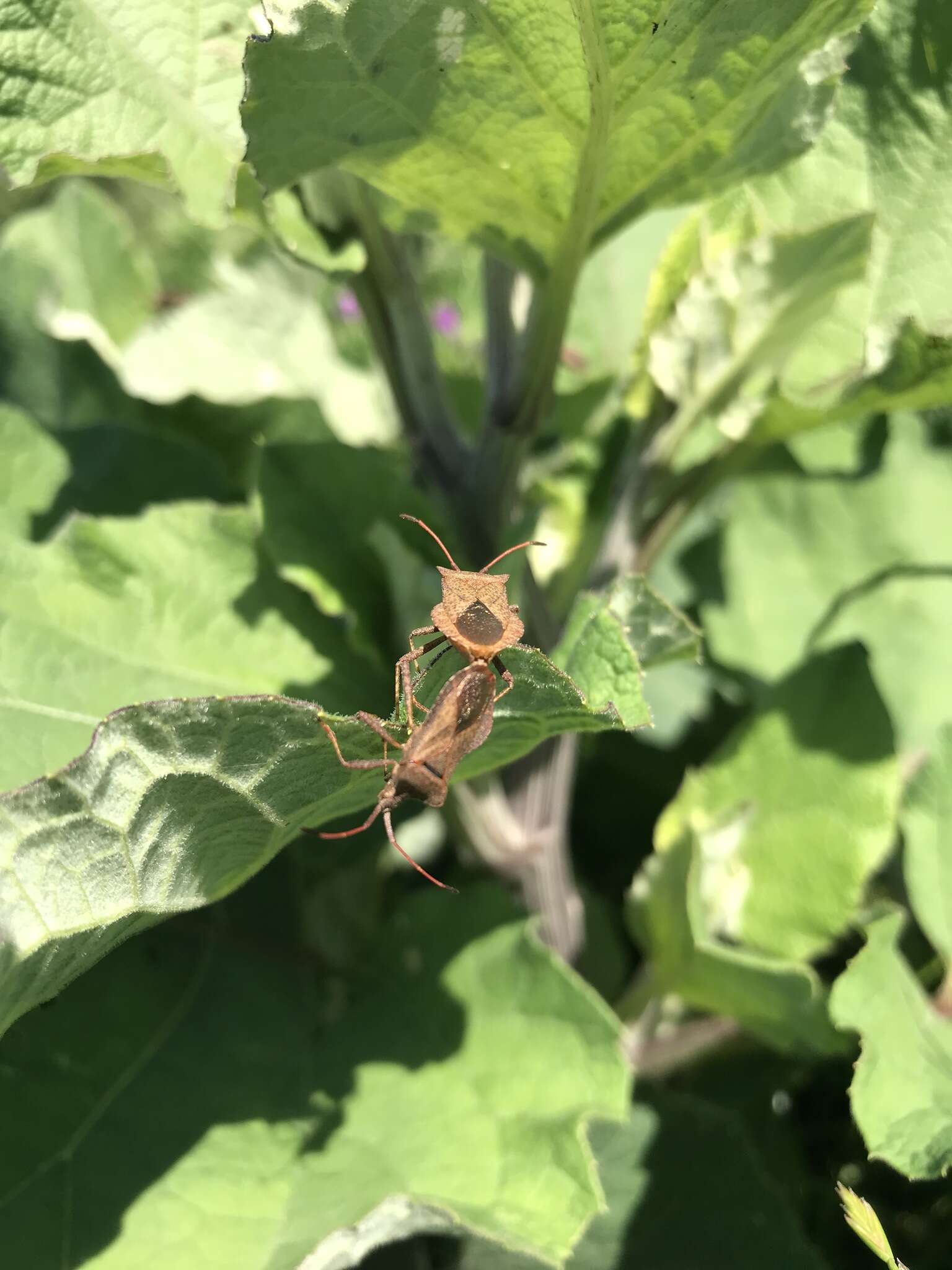 Imagem de Coreus marginatus marginatus (Linnaeus 1758)