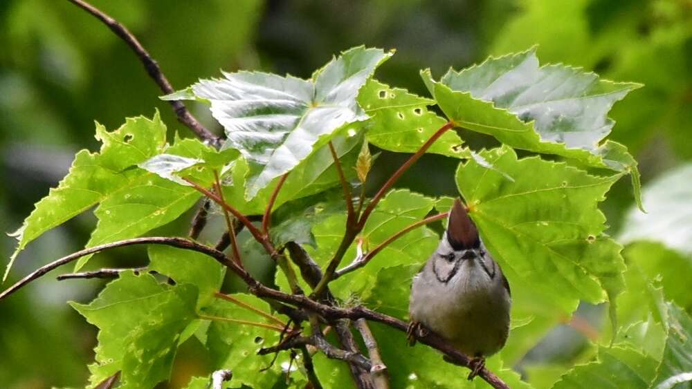 Image of Formosan Yuhina