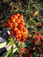 Image de Pyracantha fortuneana (Maxim.) H. L. Li