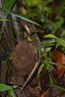 Image of Bocourt's Dwarf Iguana