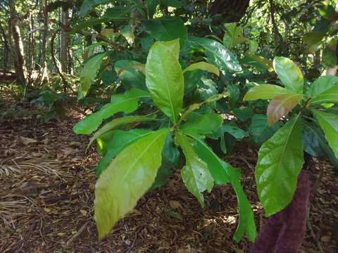 Image of Sloanea australis (Benth.) F. Müll.