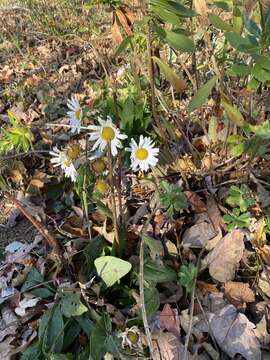 Слика од Leucanthemum maximum (Ramond) DC.