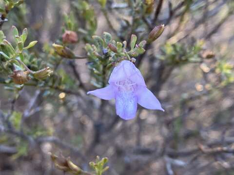 Imagem de Eremophila pustulata S. Moore