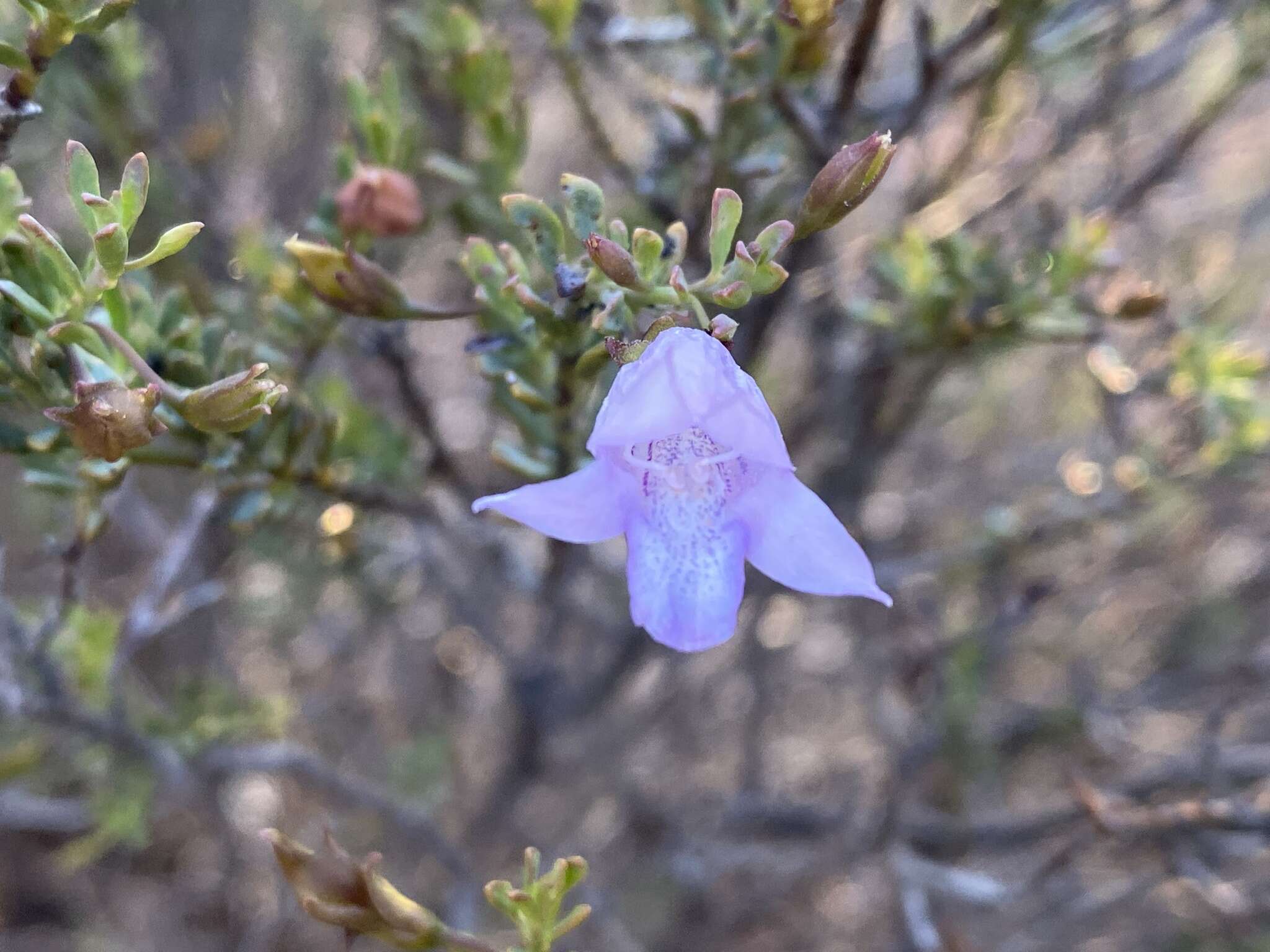 Image of Eremophila pustulata S. Moore