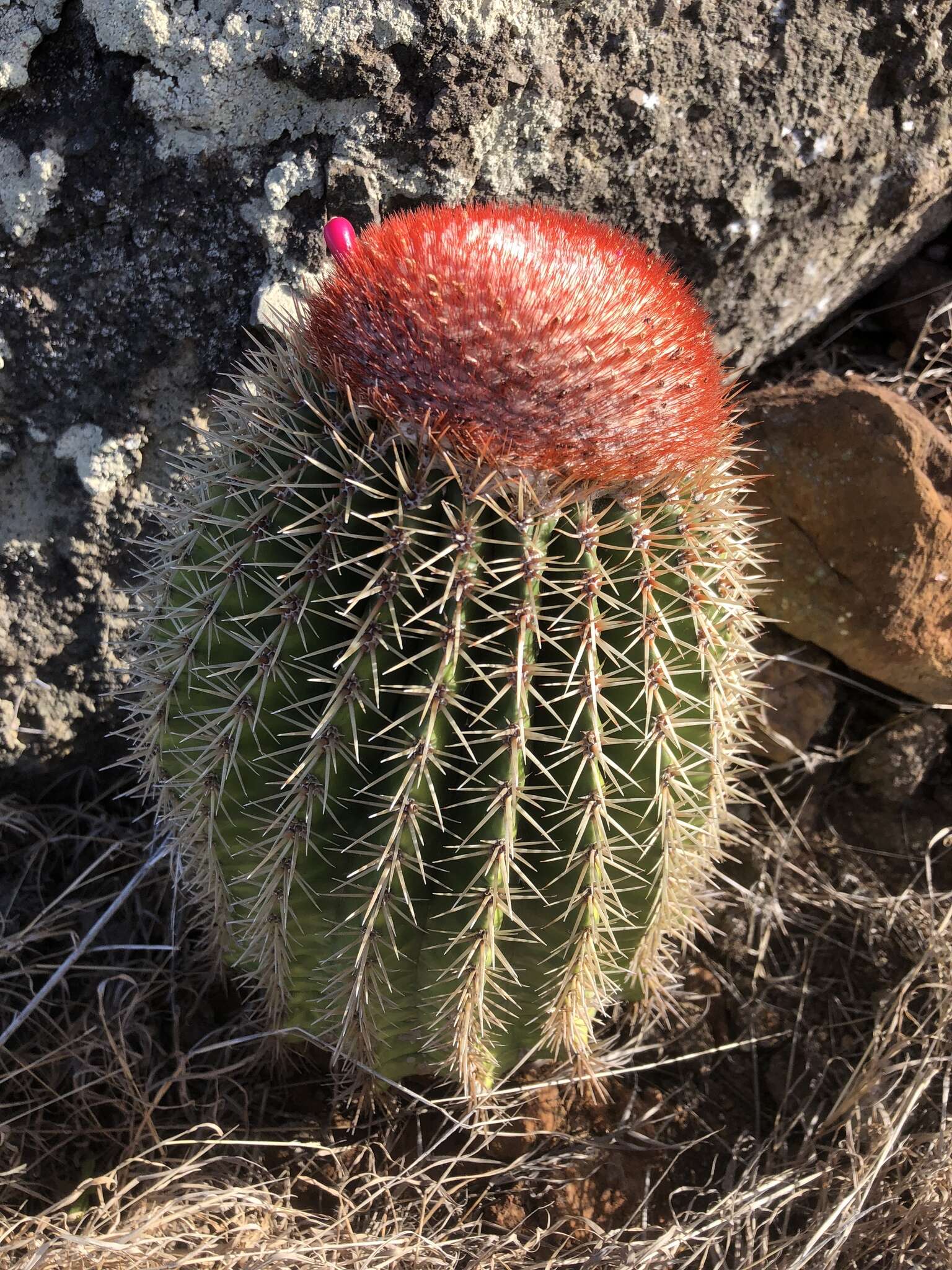 Image of Melocactus intortus subsp. intortus