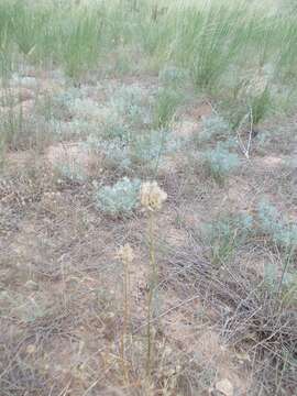 Image of Allium inderiense Fisch. ex Bunge