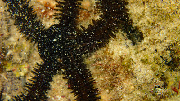 Image of Ophiocoma cynthiae Benavides-Serrato & O'Hara 2008