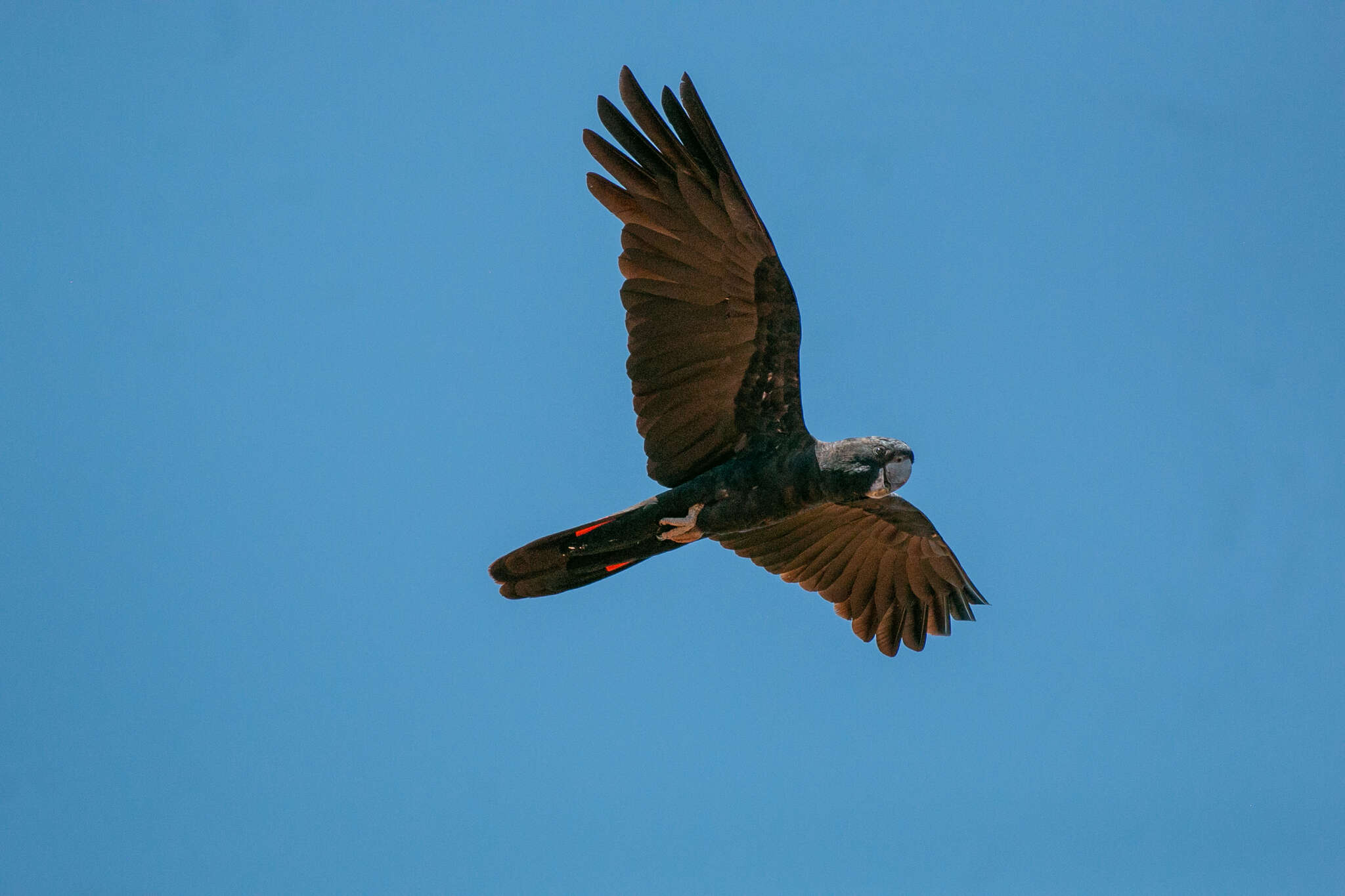 Image of Calyptorhynchus banksii escondidus Ewart, Joseph & Schodde 2020