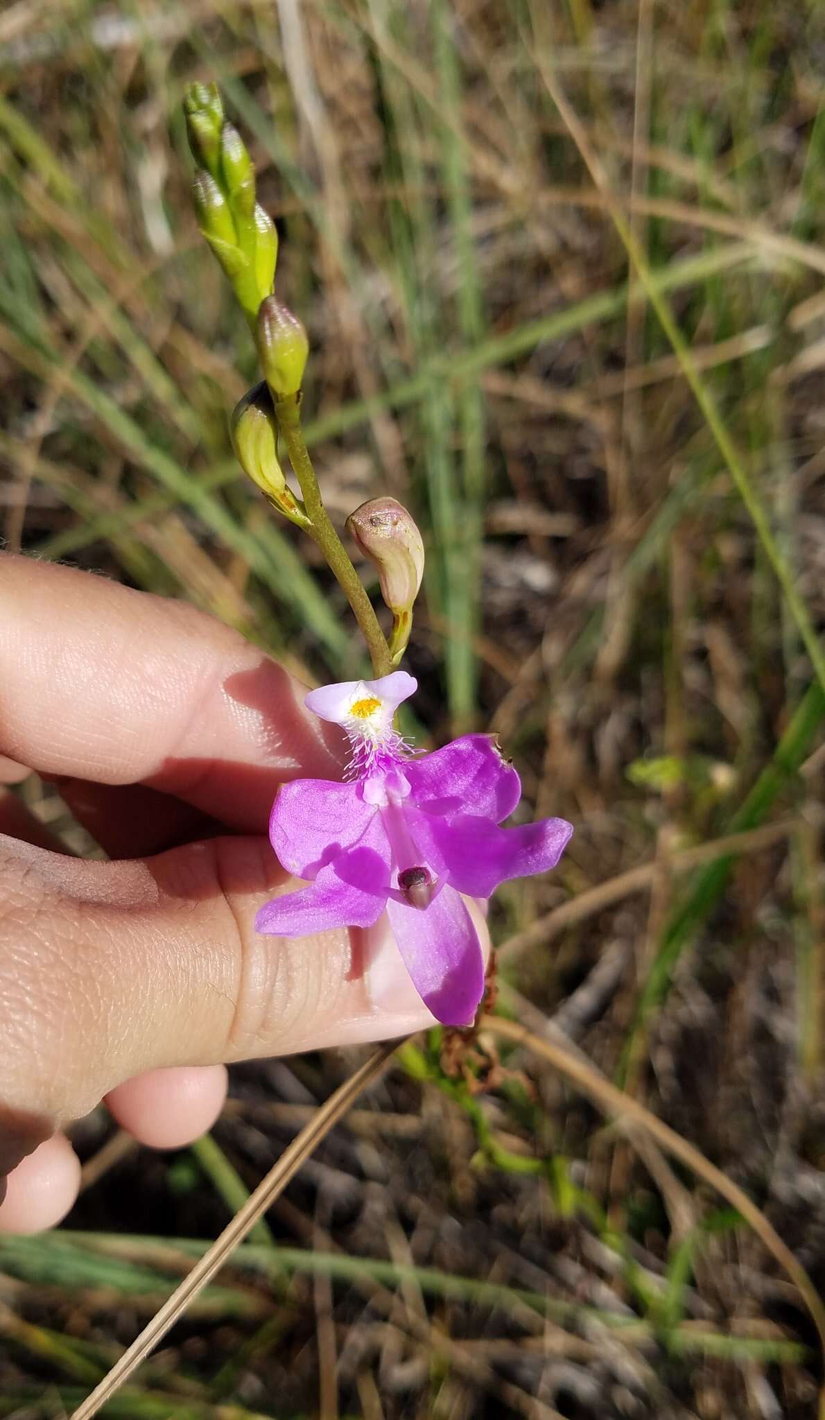 Image of Simpson's grasspink