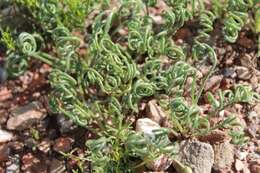 Imagem de Albuca viscosa L. fil.