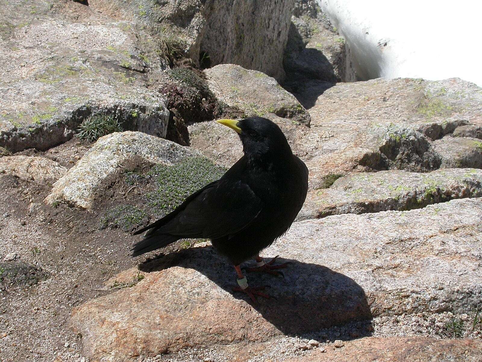 Pyrrhocorax graculus graculus (Linnaeus 1766) resmi