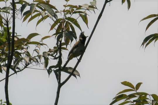 Image of Himalayan Bulbul