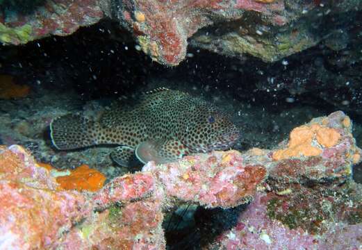 Image of Butterfish