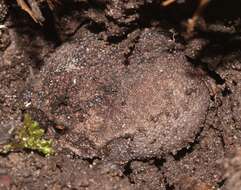 Image of Black Rain Frog