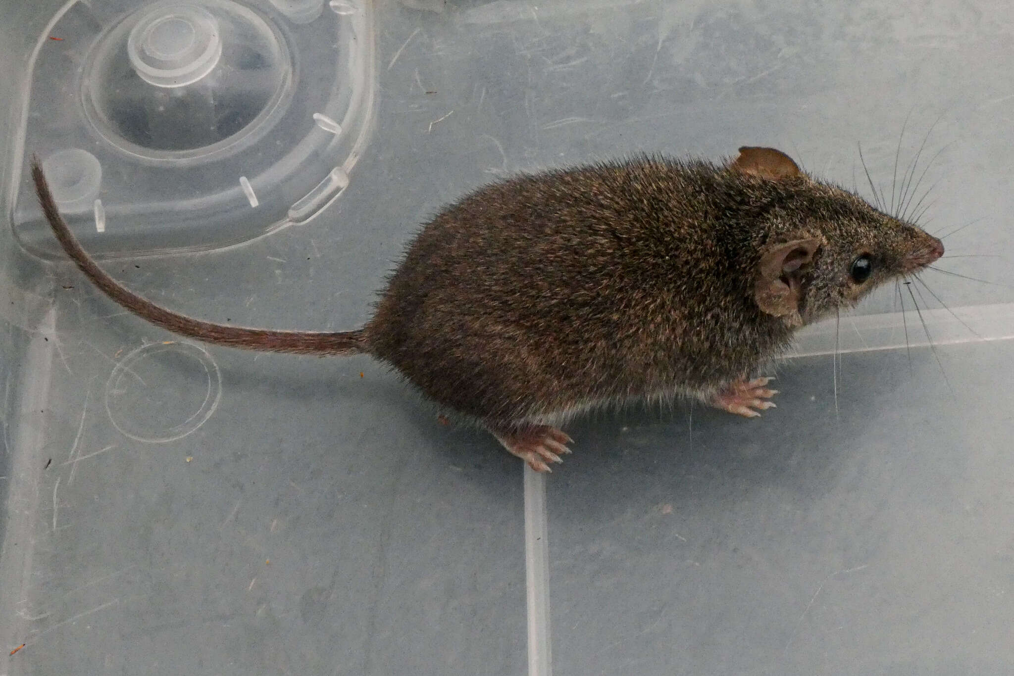 Image of Agile Antechinus