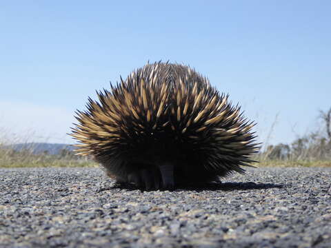 Image of Tachyglossus aculeatus aculeatus (Shaw 1792)