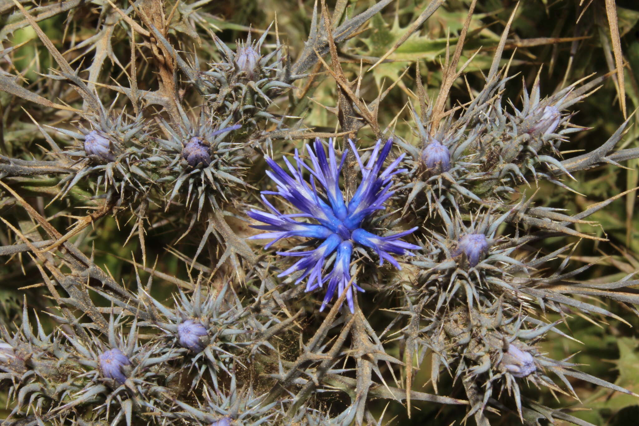 Plancia ëd Cardopatium corymbosum (L.) Pers.