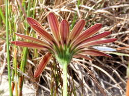 Image of Dimorphotheca nudicaulis (L.) DC.