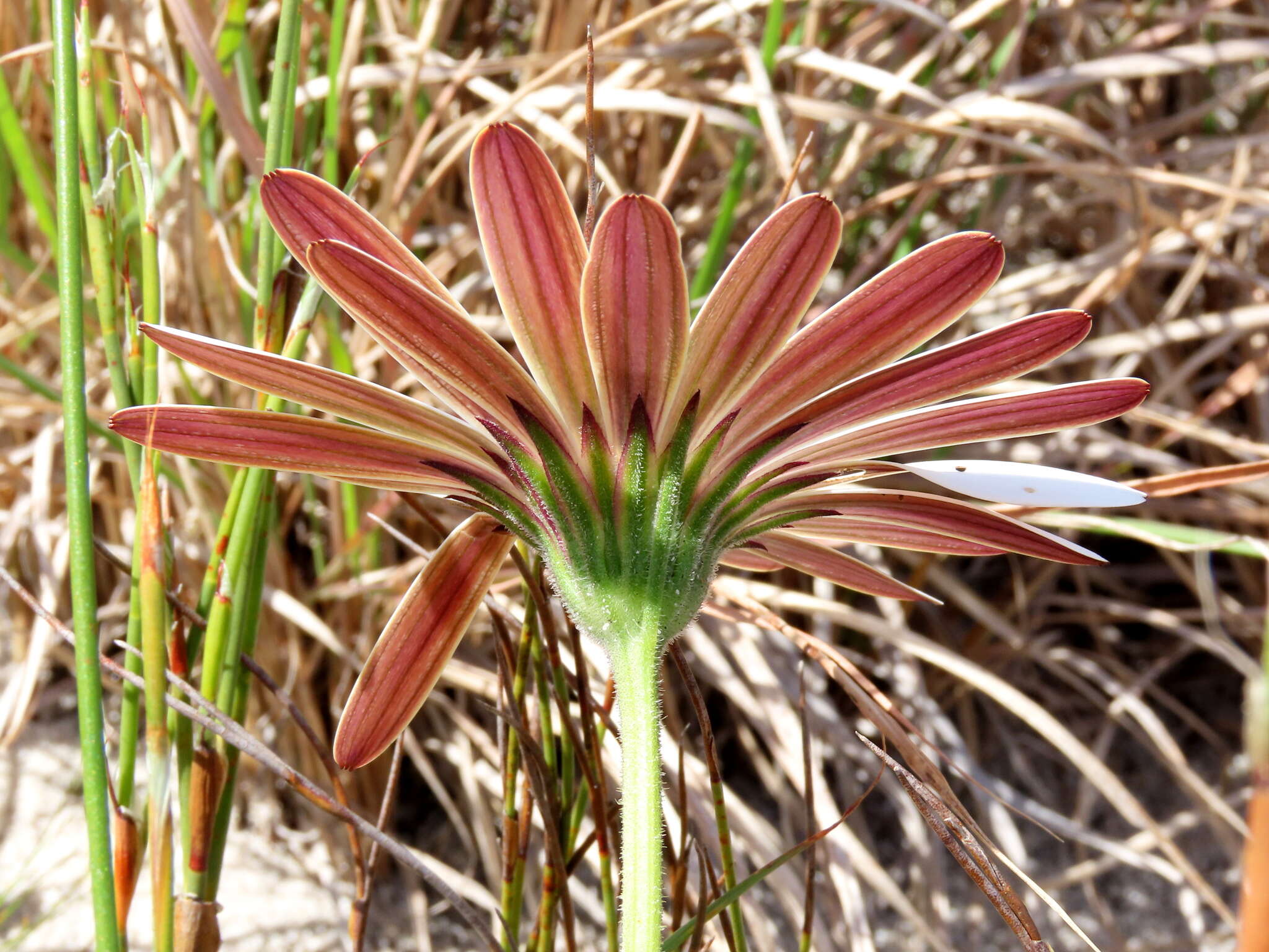 Слика од Dimorphotheca nudicaulis (L.) DC.