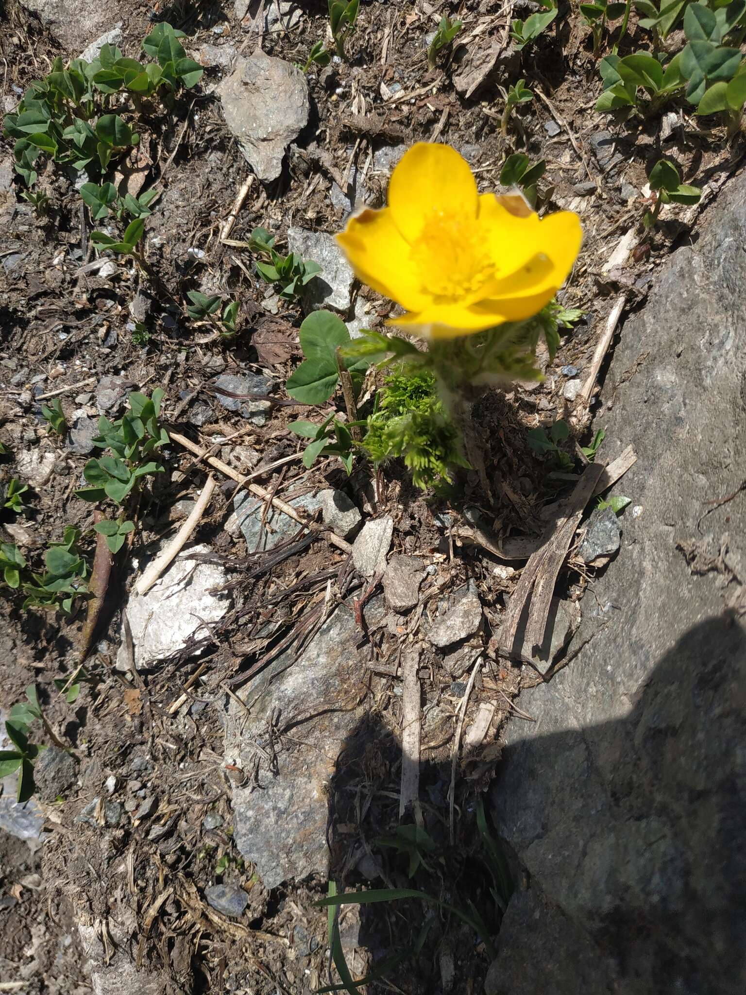 Image of Pulsatilla aurea (N. Busch) Juzepczuk