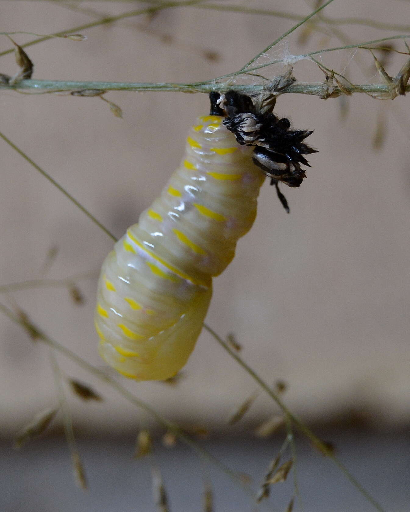 Imagem de <i>Danaus chrysippus orientis</i>