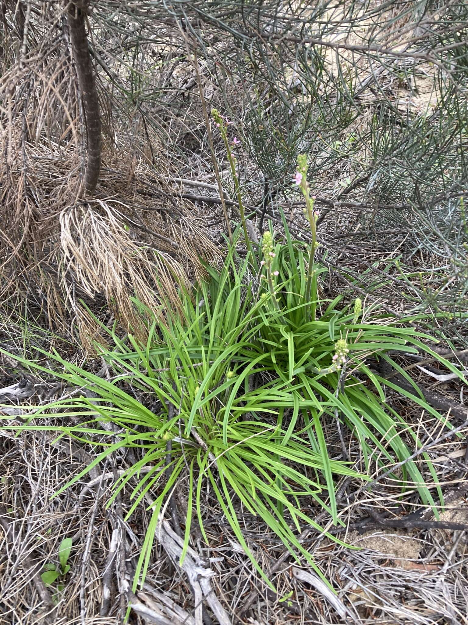 Image de Stylidium elongatum Benth.