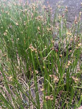 Image of Juncus beringensis Buch.