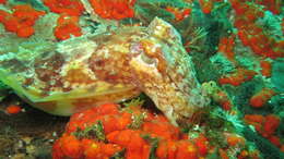 Image of Patchwork Cuttlefish