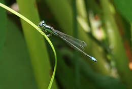 Image of Black-fronted Forktail