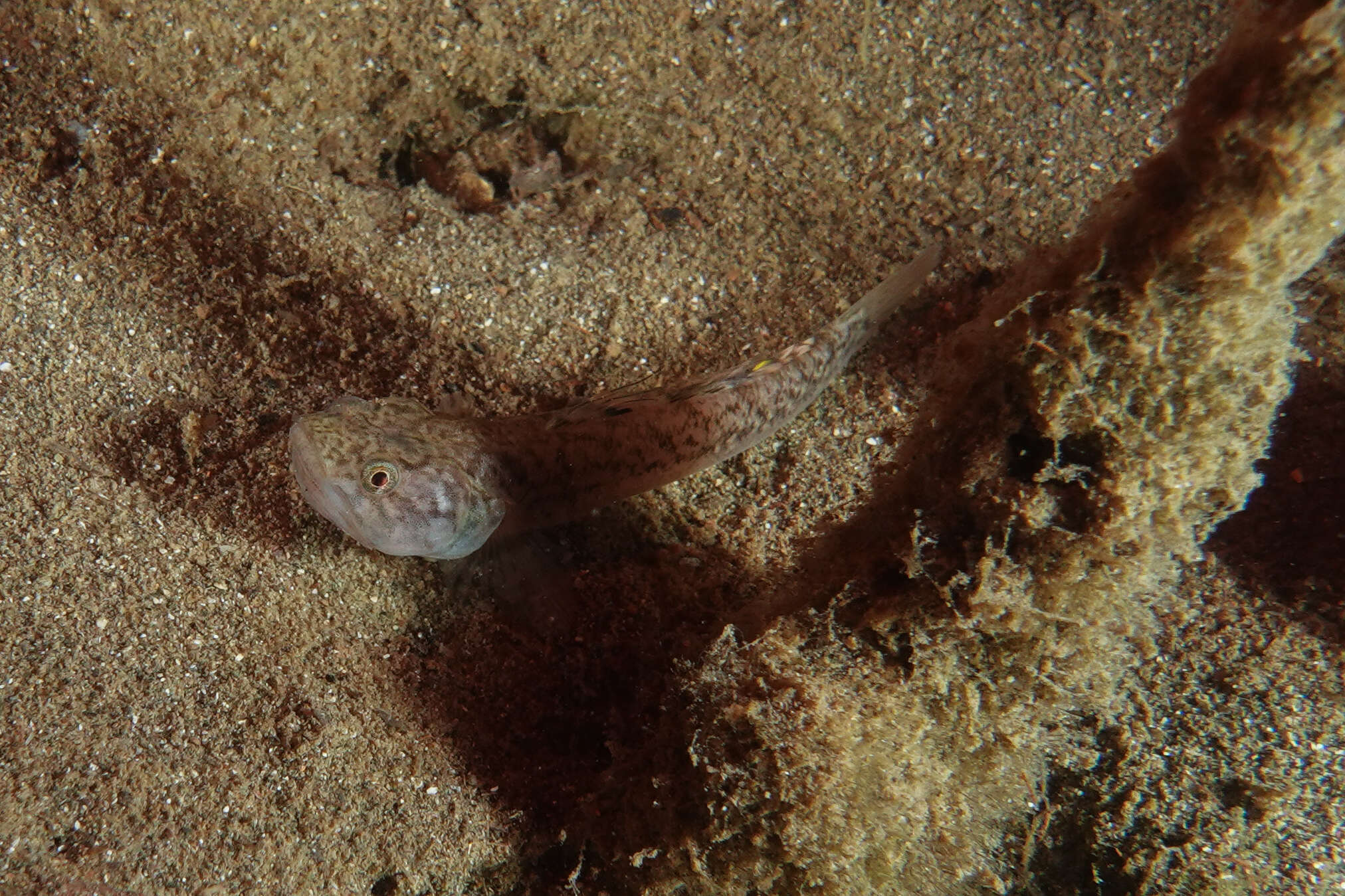 Image of Flat-backed goby