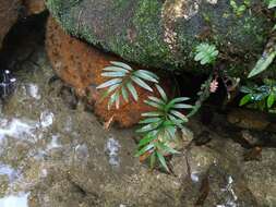 Image de Plenasium angustifolium (Ching) A. Bobrov