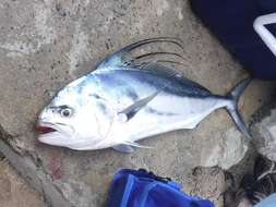 Image of roosterfishes