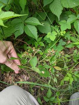 صورة Rubus recurvans Blanchard