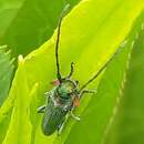 Image of Phytoecia caerulea bethseba Reiche & Saulcy 1858