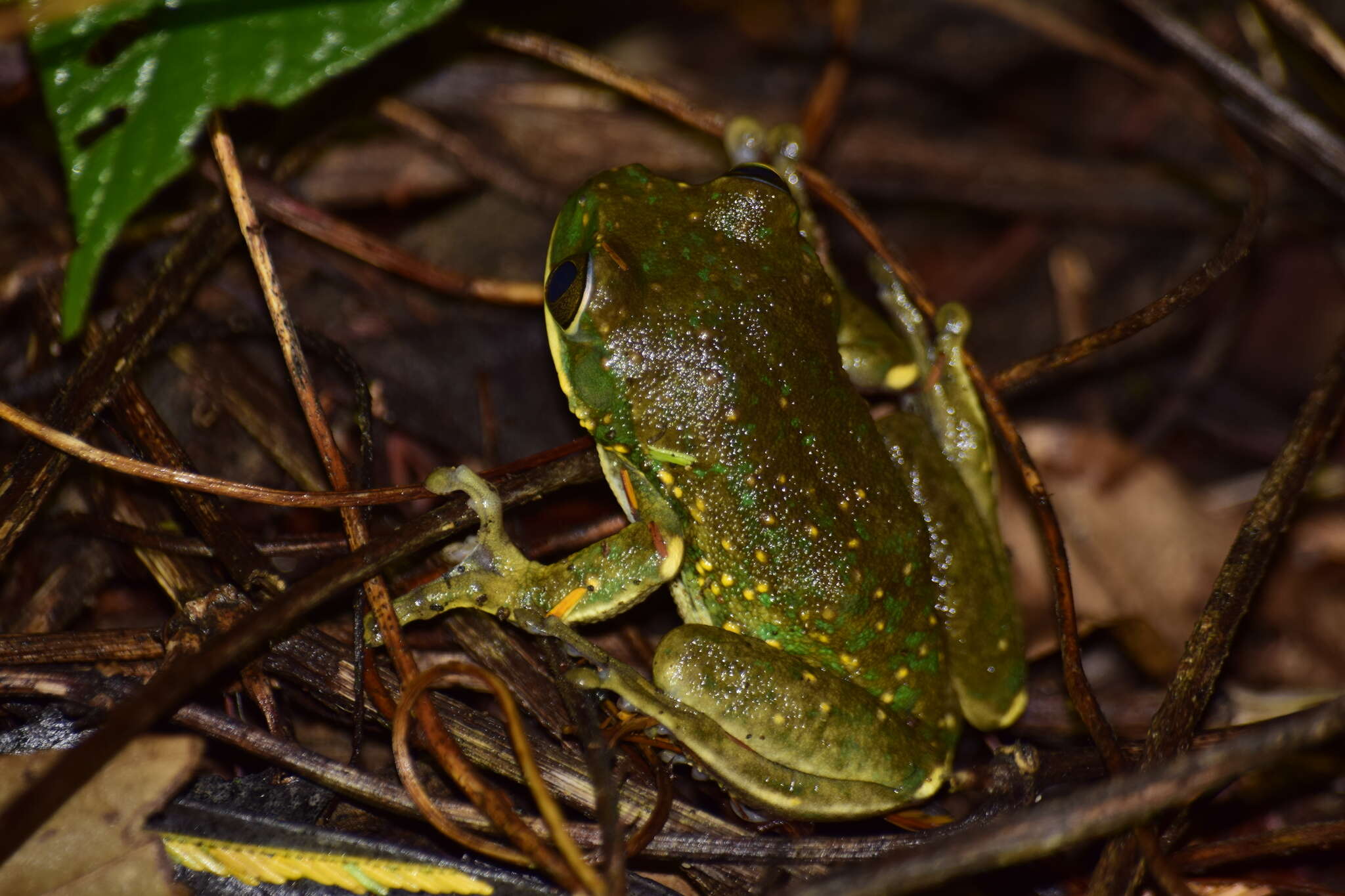 Leptopelis flavomaculatus (Günther 1864) resmi