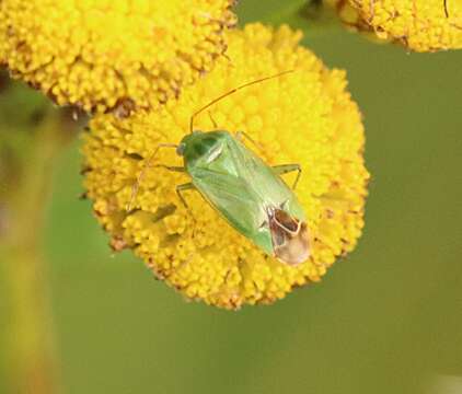 Слика од Apolygus lucorum (Meyer-Dur 1843)