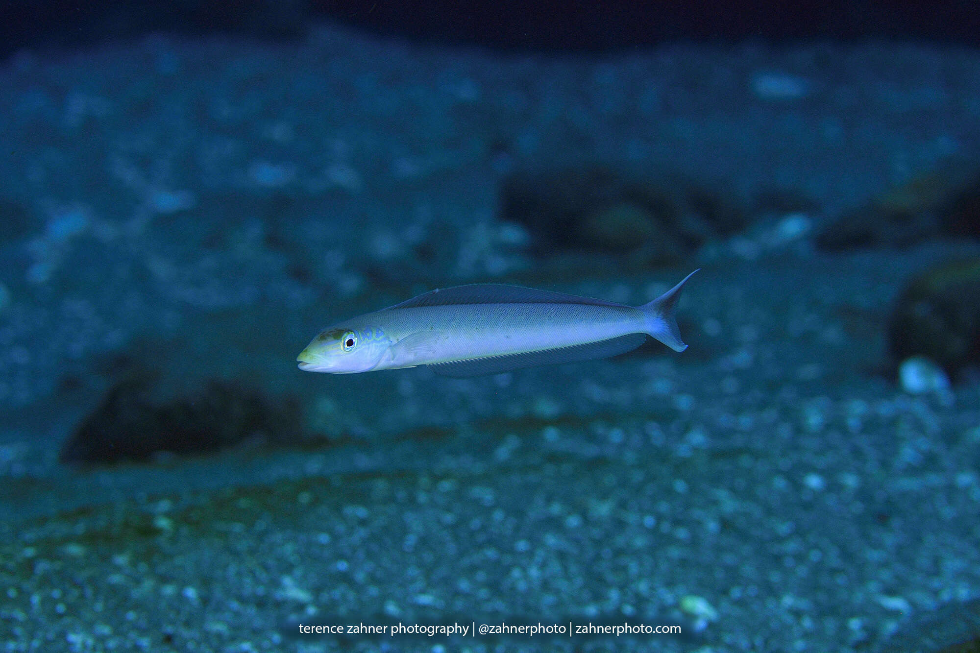 Image de Matajuel Blanc