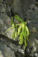 Image of Pinguicula longifolia DC.