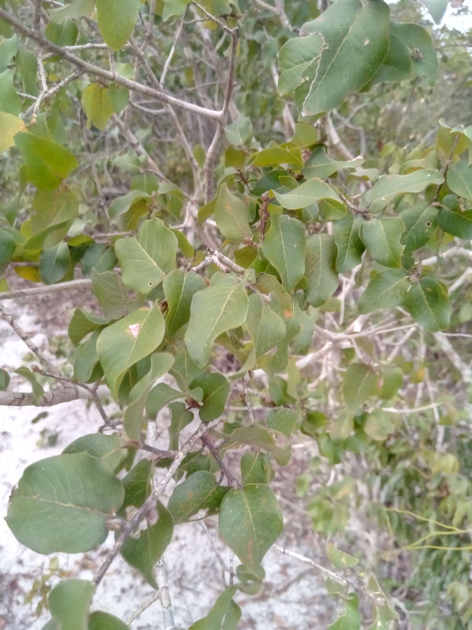 Image of Hugonia longipes H. Perrier