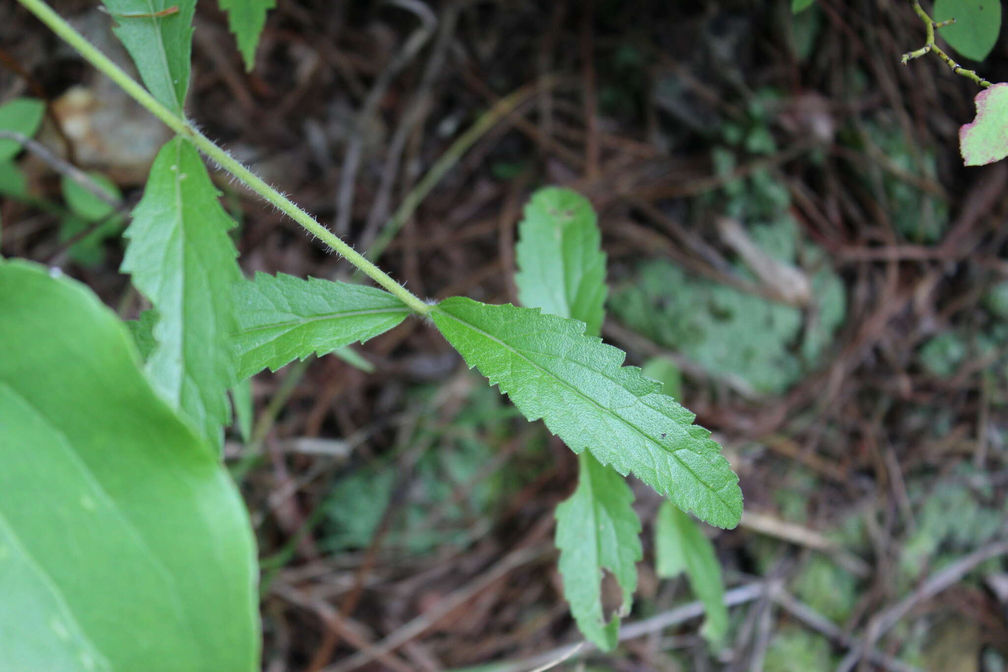 Eupatorium album L. resmi