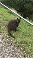 Image of Brush-tailed Rock Wallaby