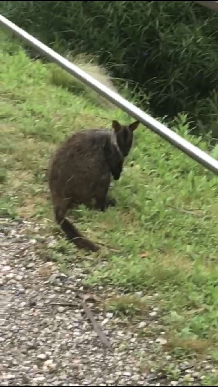 Image of Brush-tailed Rock Wallaby