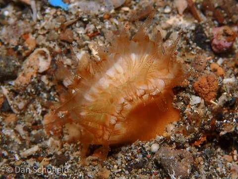 Image of Button Coral