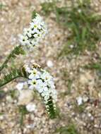 Image of Common veld heliotrope