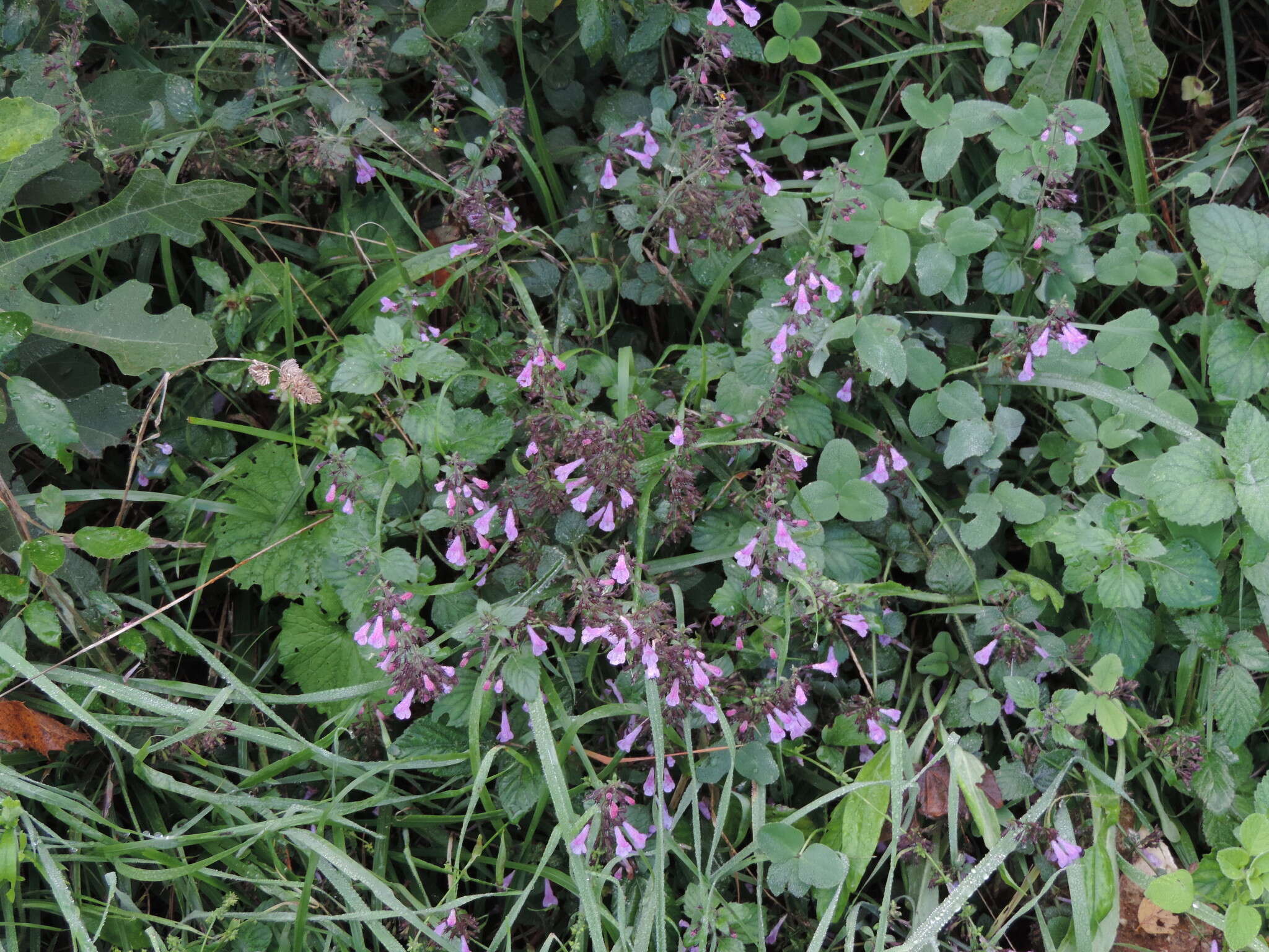 Ballota nigra subsp. foetida (Vis.) Hayek resmi