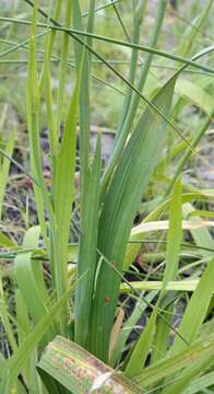 Image of Gladiolus phoenix Goldblatt & J. C. Manning