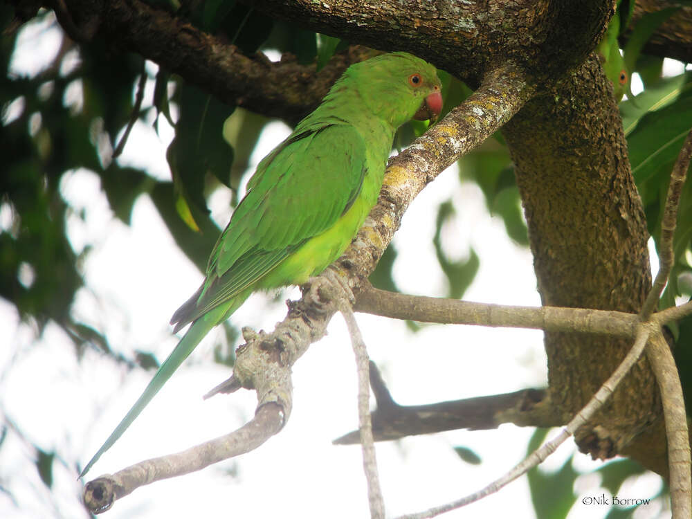 صورة Psittacula krameri krameri (Scopoli 1769)